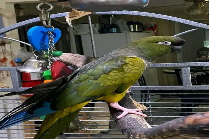 parrots for adoption