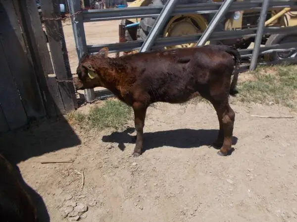 WANTED beef breed calf
