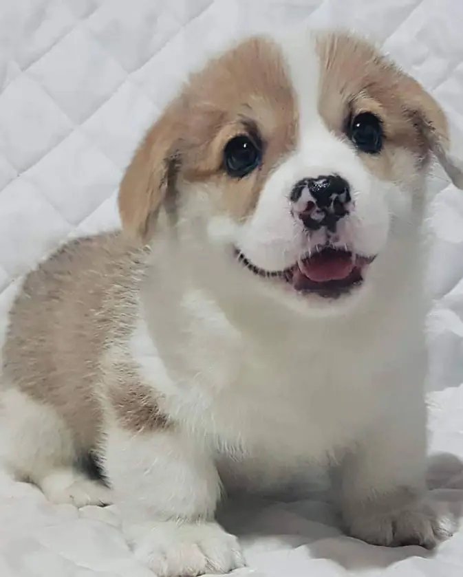 corgi Kiki