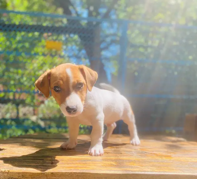 Jack Russell