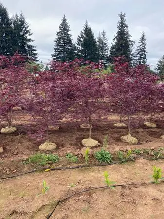Emporer Acer Maple 6 ft $75