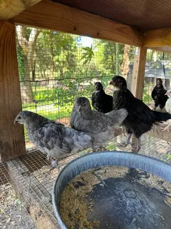Chicken/ chickens chicks, one month old