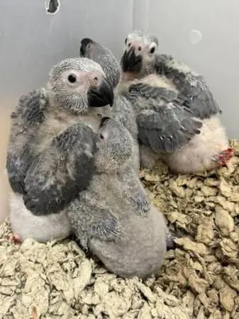 African Grey Babies