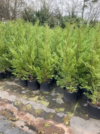 LOT OF 10 TREES … 5-6 FT. MURRAY CYPRESS TREES