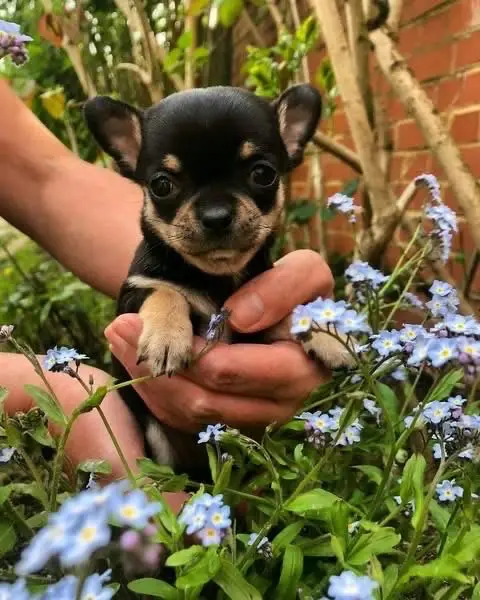 Chihuahua Puppy