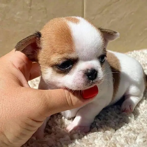 Chihuahua Puppy