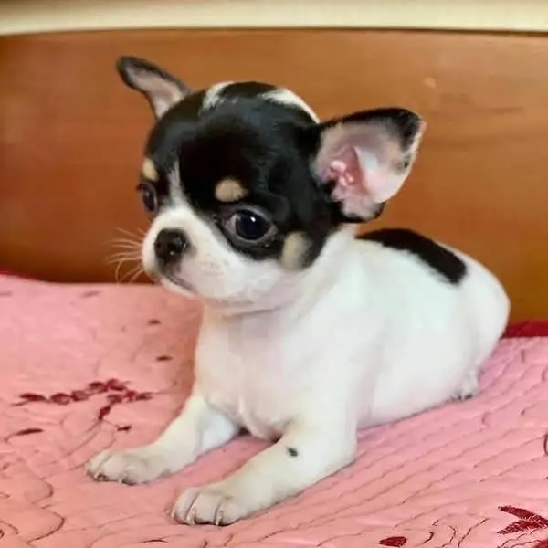 Chihuahua Puppy