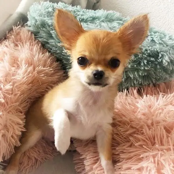 Long-haired Chihuahua Puppy