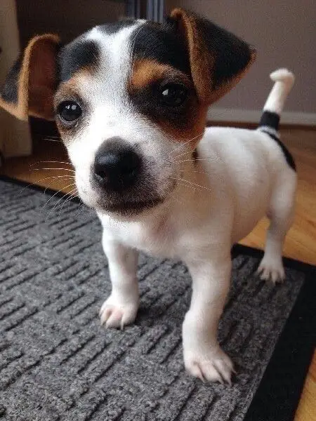 jack Russell