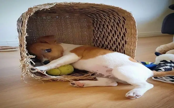 Jack Russell