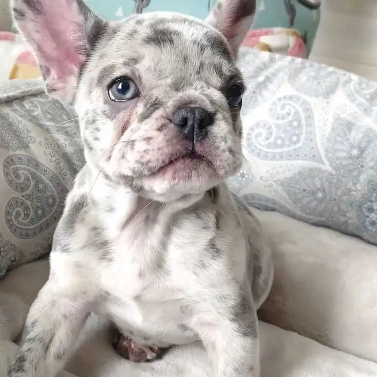 Merle French Bulldog