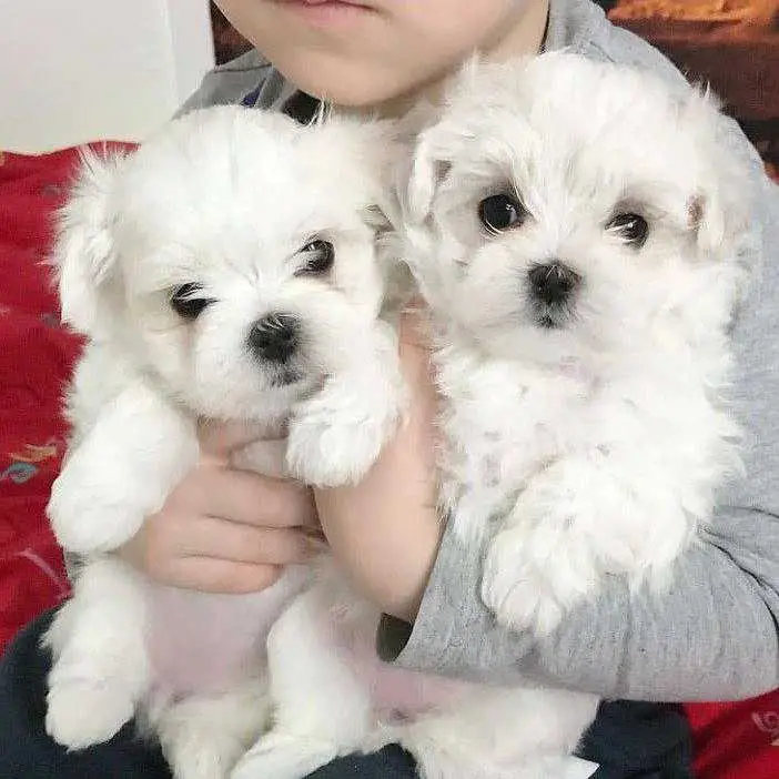 🐶 Chihuahua Puppy