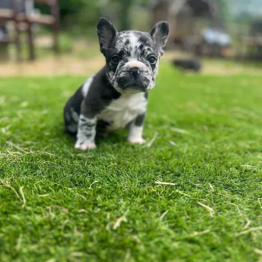 I love my French puppies