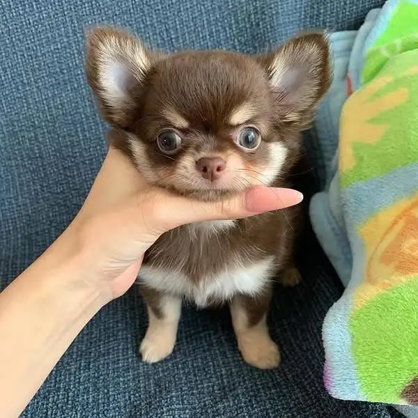 Long-haired Chihuahua Puppy