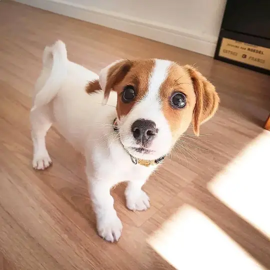 jack Russell