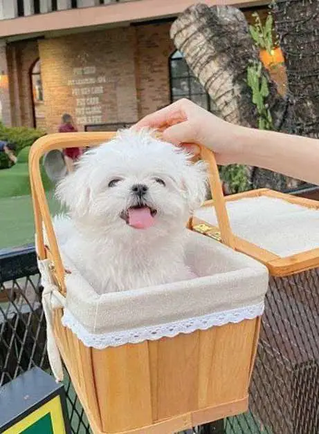 🐶 Chihuahua Puppy
