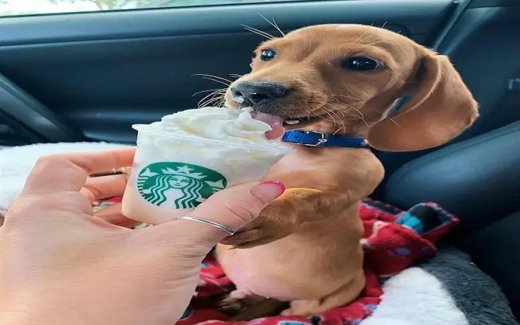 Dachshund Pet Rescue