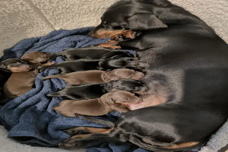 Dachshund Pet Rescue