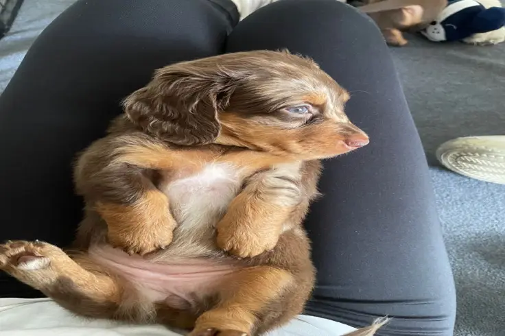 Dachshund Pet Rescue