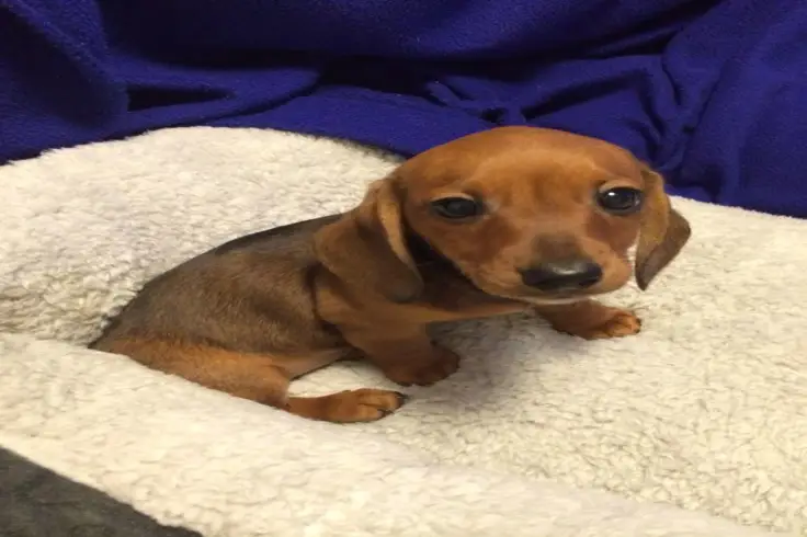 Dachshund Pet Adoption