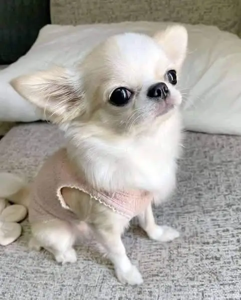 Chihuahua Puppy (Long-Haired Apple Head)