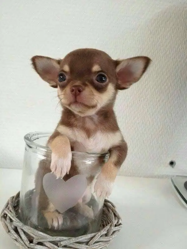 Chihuahua Puppy