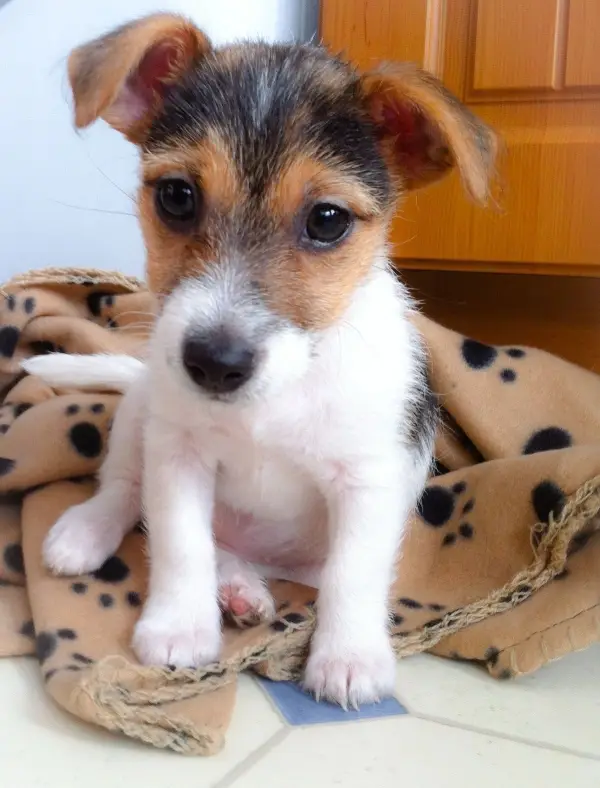 Jack Russell