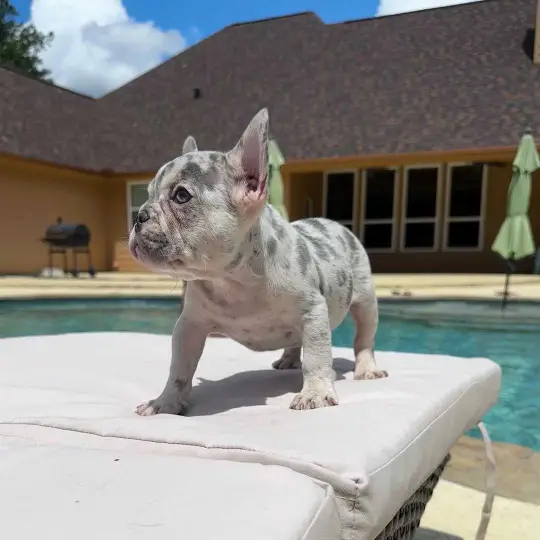 French bulldog is the best