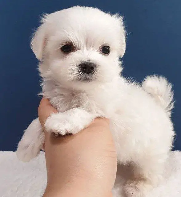 🐶 Chihuahua Puppy