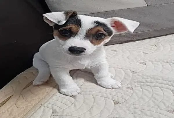 jack Russell