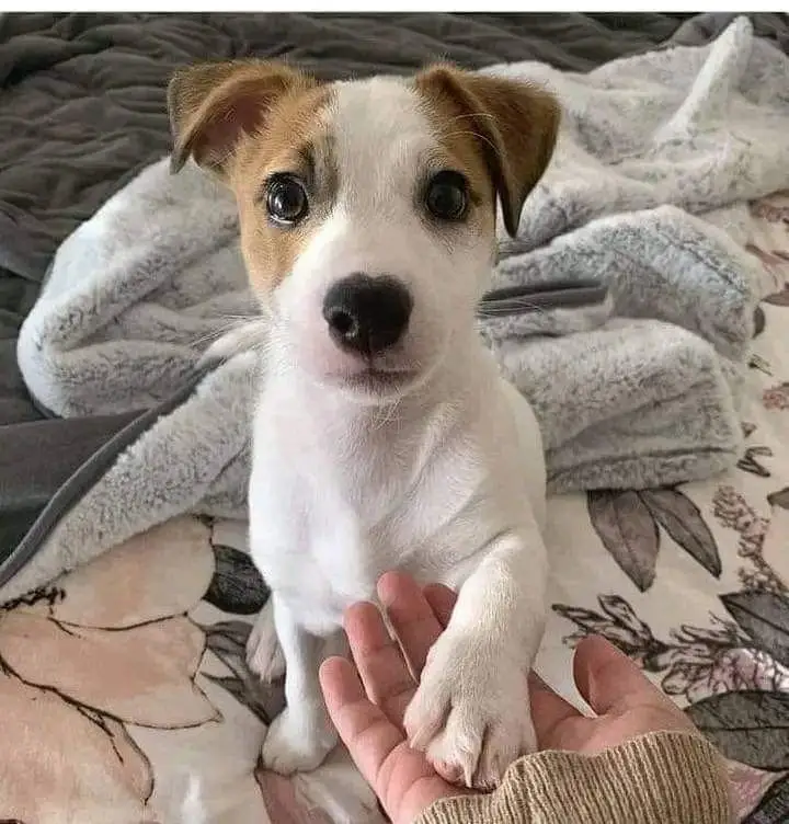 jack Russell