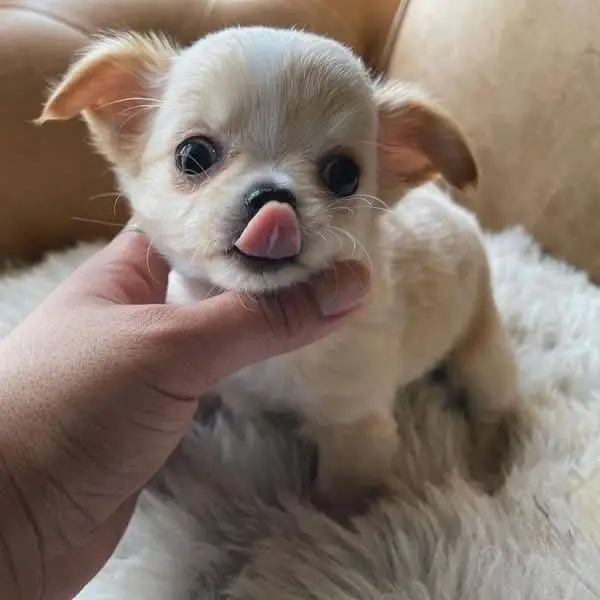 Chihuahua Puppy