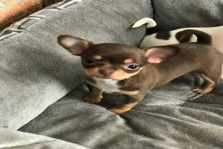 Chihuahua Puppy