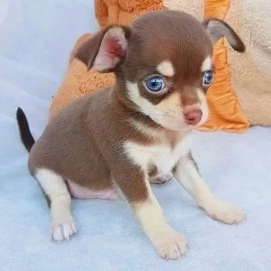 Chihuahua Puppy