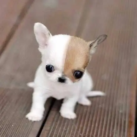 Chihuahua Puppy