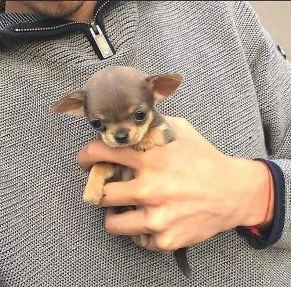 Chihuahua Puppy