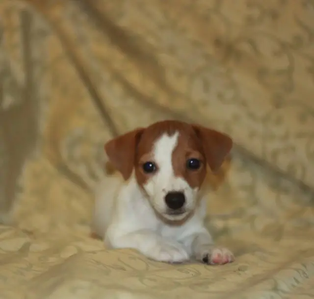 Jack Russell