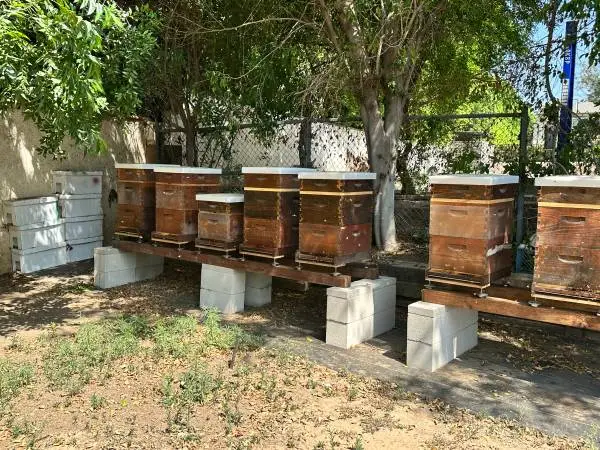 Beehives for Sale - Full Producing Hives