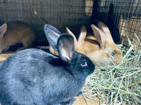 Flemish  Giant rabbits 4-5 month old
