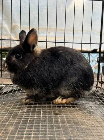 Rabbits available