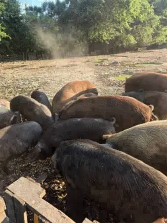 HOGS, GOATS, SHEEP, CHICKENS, DUCKS, GEESE, GUINEAS, TURKEYS, RABBITS, HAY