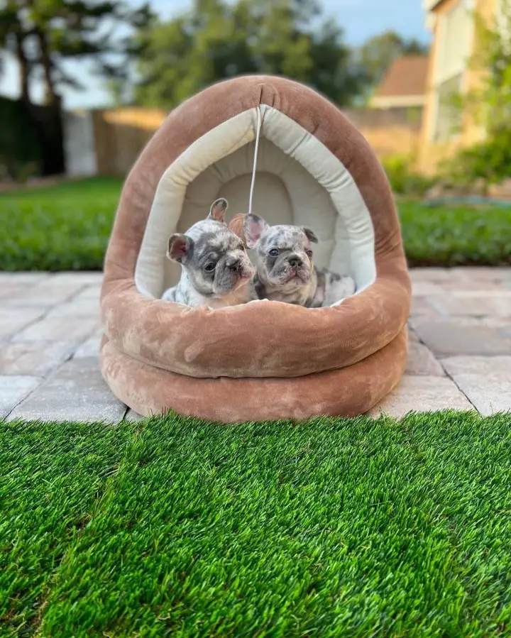 Merle frenchies