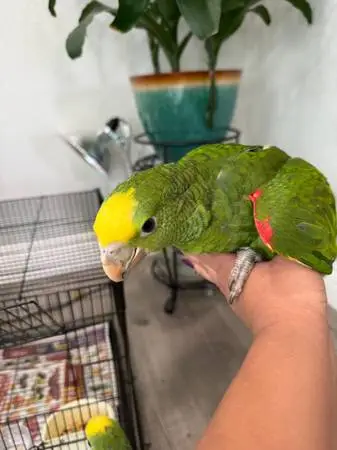 Amazon Double Headed