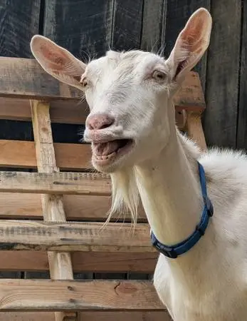 Raw Goat Milk