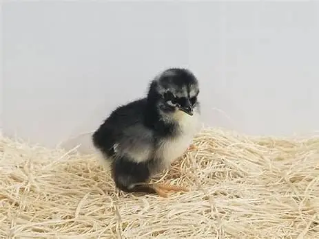 RUSTIC ROCK PULLET CHICKEN CHICKS~3 WEEKS OLD
