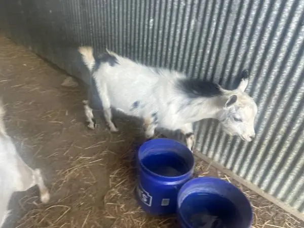 Nigerian Dwarf bucks