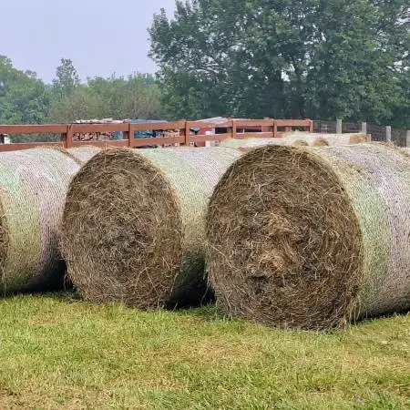 Round Bales - Orchard Grass Mix - Horse Quality