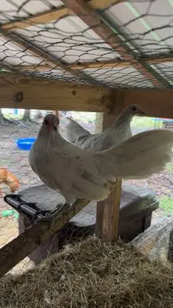 Trio of splash bantams