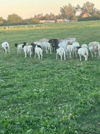 Dorper rams