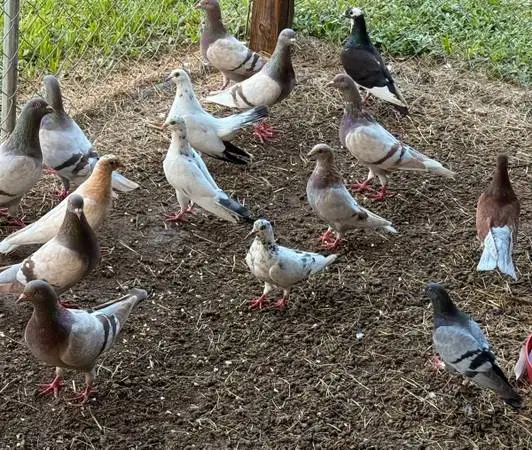 Pigeons